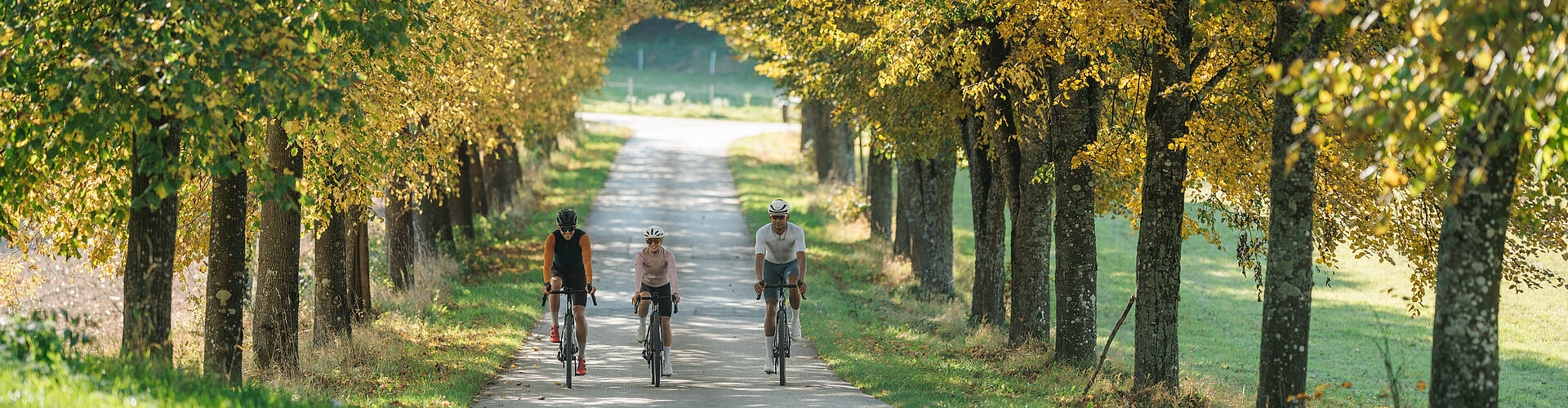 Drei Radfahrer fahren mit Gravelbikes auf einem Schotterweg zwischen Maisfeldern in herbstlicher Landschaft.